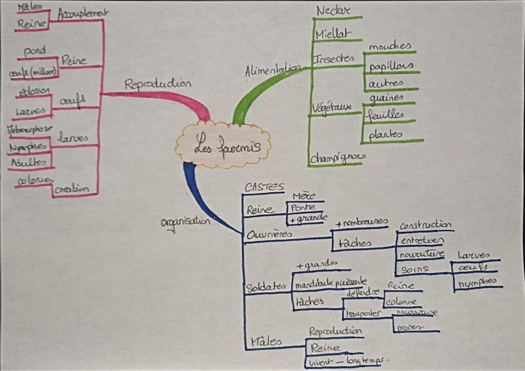 La carte heuristique (ou carte mentale, ou mind map)